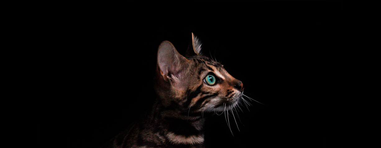 Amuletos Gatos