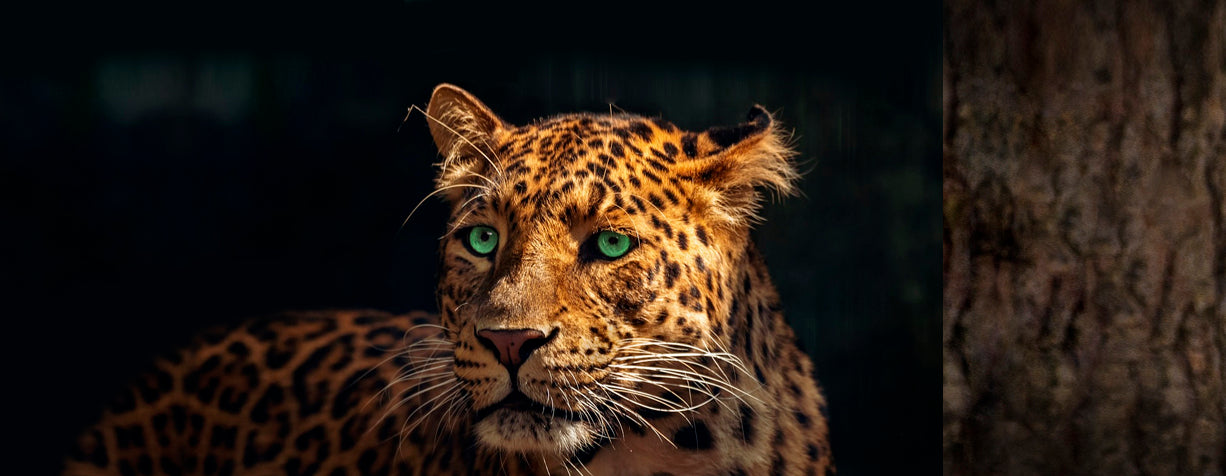 Amuletos Jaguares